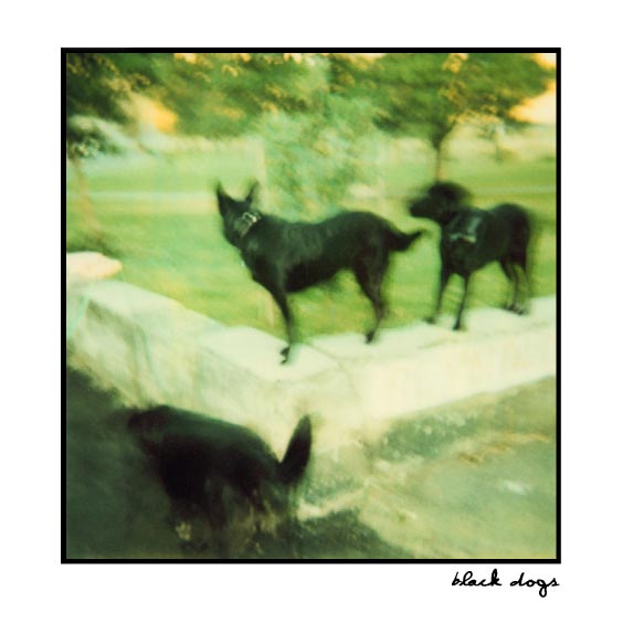 black dogs